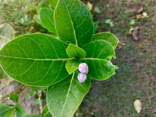 crown flower