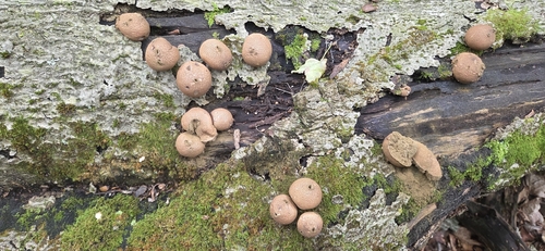 Pear-shaped Puffball