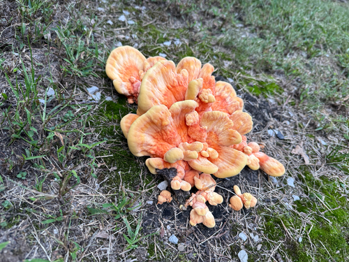 chicken of the woods