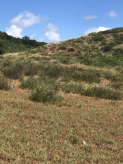 Chorizanthe fimbriata