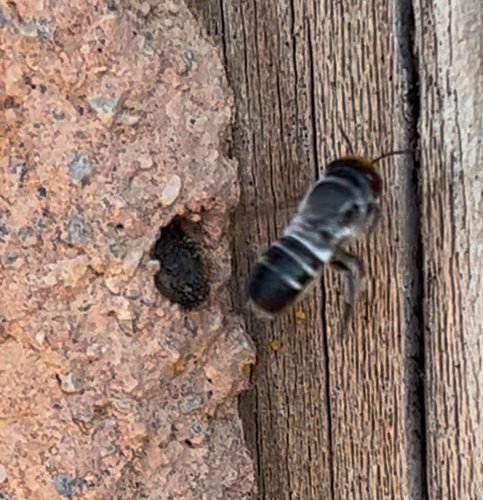 Red-eyed Resin Bee