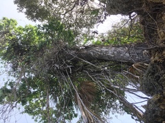 Manilkara spectabilis