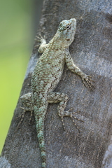 Sceloporus lundelli