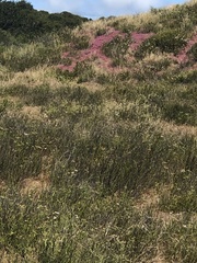 Chorizanthe fimbriata