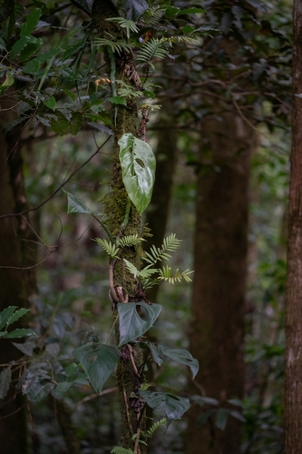 Monstera siltepecana, photograph 1