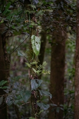 Monstera siltepecana