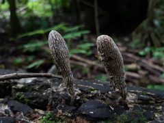 Xylaria grammica