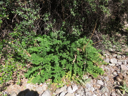 Loasa sclareifolia (Loasa sclareifolia)