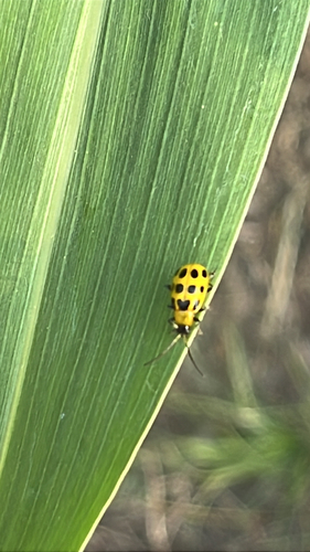 Spotted Cucumber Beetle