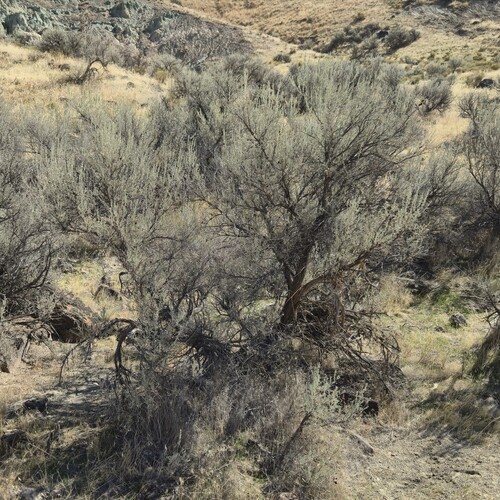 Artemisia tridentata, photograph 6