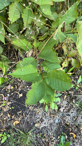 wild cherry