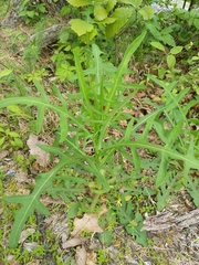 Lactuca indica