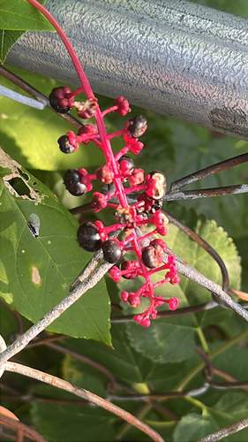 American pokeweed