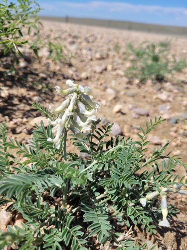 Sophora nuttalliana, 2026-06-04