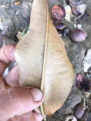 Manilkara spectabilis