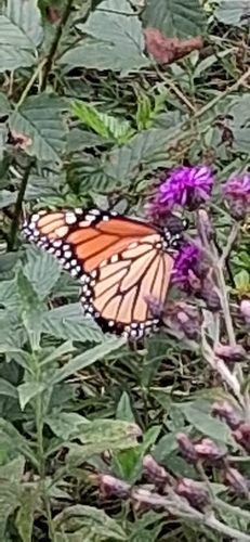 Monarch