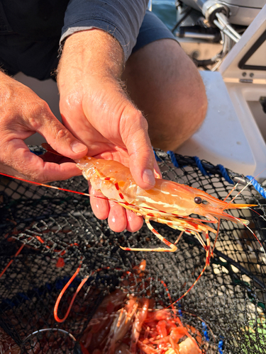 California Spot Prawn