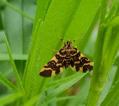 Piletocera luteosignata