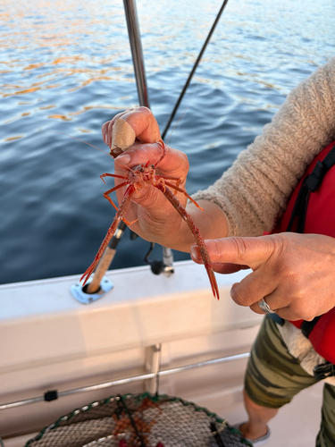 Four-Spined Squat Lobster