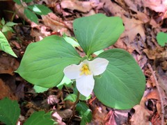 Trillium catesbaei
