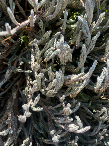 Wallace's spikemoss