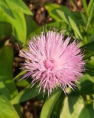 Cheirolophus sempervirens