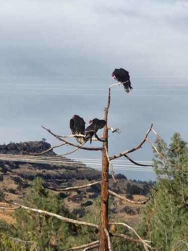 Turkey Vulture