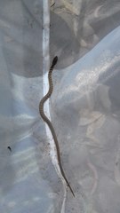 Mastigodryas pulchriceps