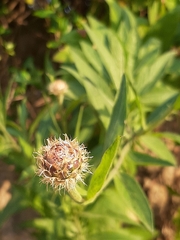 Cheirolophus sempervirens