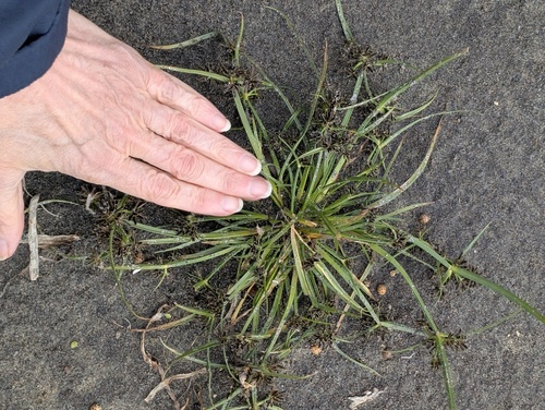 Brown Flatsedge