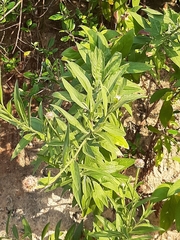 Cheirolophus sempervirens