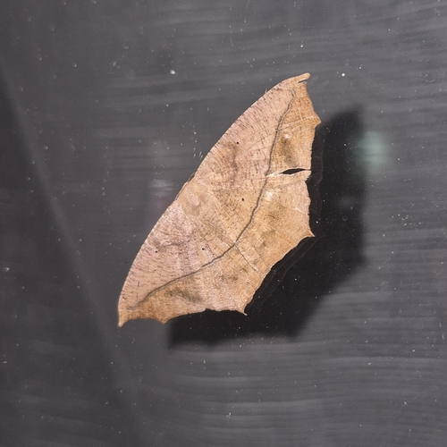 Large Maple Spanworm Moth