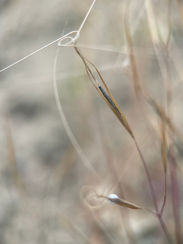 Aristida tuberculosa, 2026-09-20