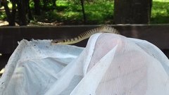 Mastigodryas pulchriceps