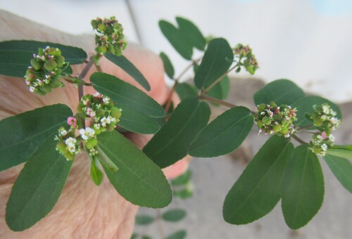 Euphorbia hypericifolia, photograph 6