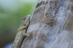 Sceloporus lundelli