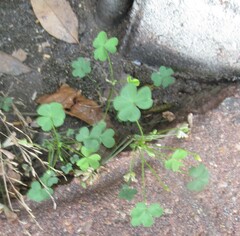 (c) Linda Jo Conn, some rights reserved (CC BY) Oxalis dillenii, photograph (c) Linda Jo Conn, some rights reserved (CC BY)