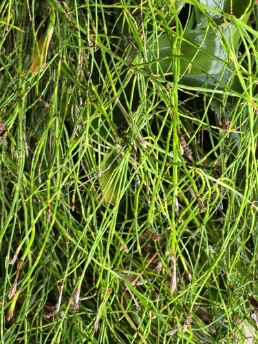 Equisetum bogotense observed 2026-09-20