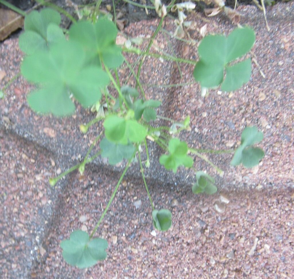 Oxalis dillenii; photograph (c) Linda Jo Conn, some rights reserved (CC BY)