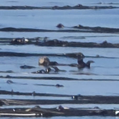 Northern Sea Otter
