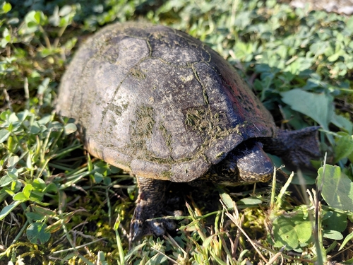 Eastern Musk Turtle