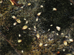 Acaridae