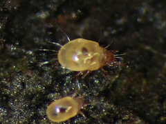 Acaridae