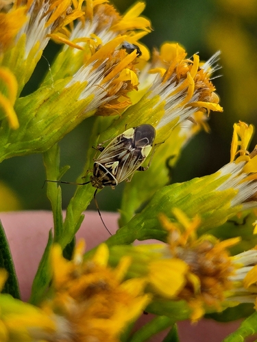 North American Tarnished Plant Bug