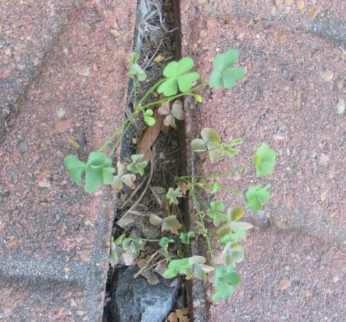 Oxalis dillenii, photograph 2