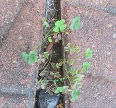 (c) Linda Jo Conn, some rights reserved (CC BY) Oxalis dillenii, photograph (c) Linda Jo Conn, some rights reserved (CC BY)