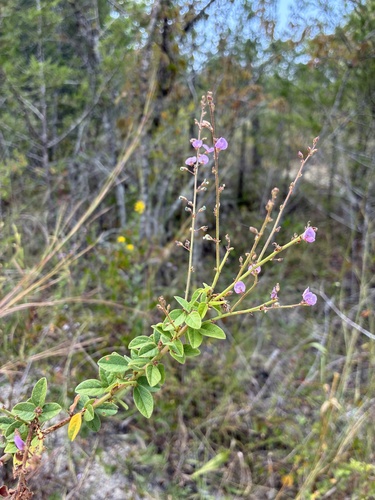 Little-leaf Tick-clover