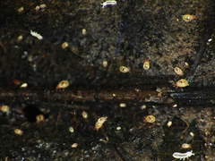 Acaridae