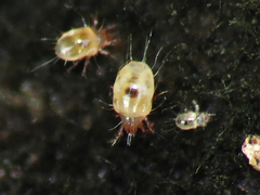 Acaridae