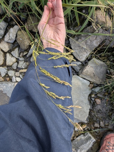 rice cutgrass